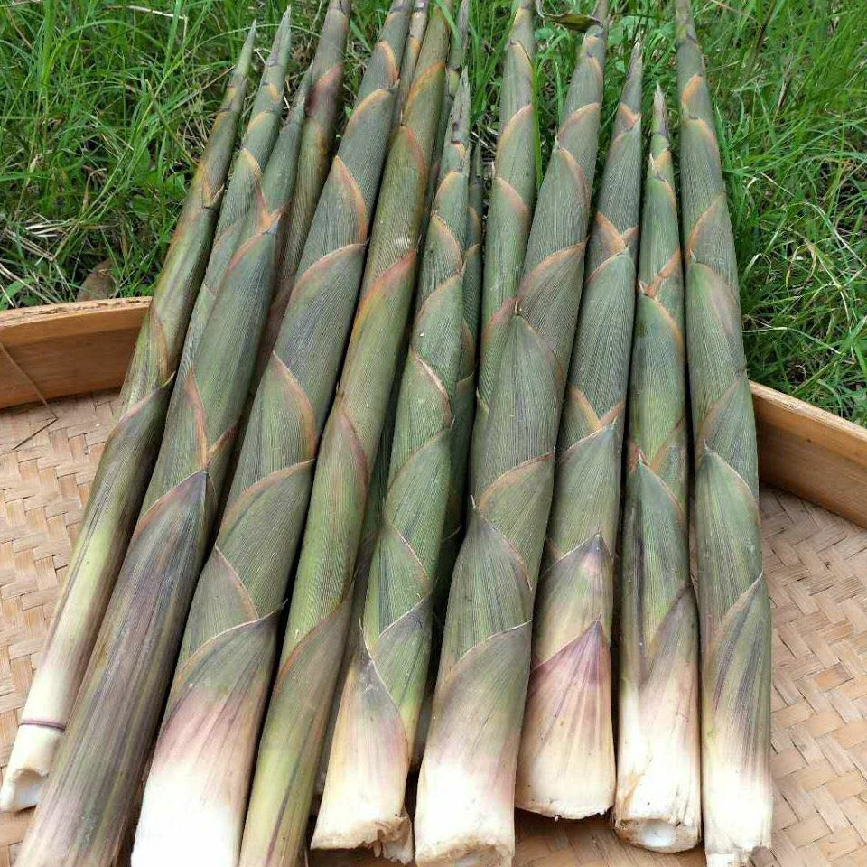 湖南野生小竹笋新鲜带壳现挖小春笋手剥笋野菜水笋10斤装-销巴生活商