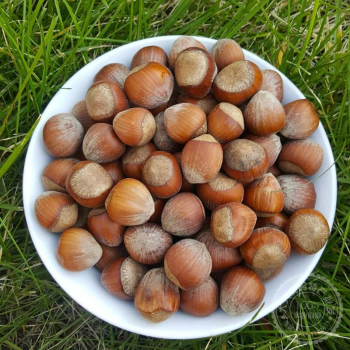 野山蓝莓酒水果酒女士甜果酒低度野生蓝莓女生果味酒自酿买一送一1000